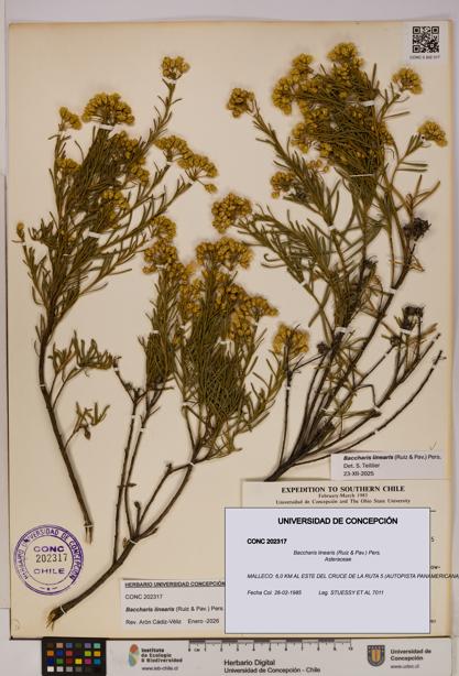 Baccharis linearis [Espécimen: UDEC:CONC:0202317]
