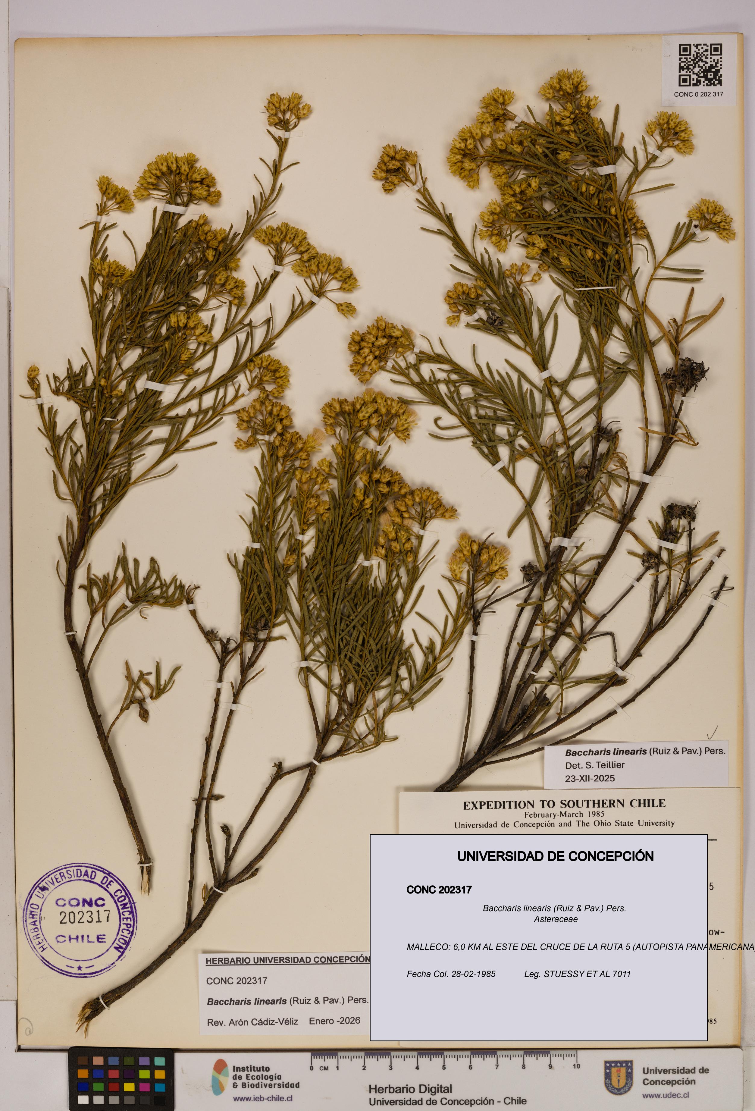 Baccharis linearis [Espécimen: UDEC:CONC:0202317]