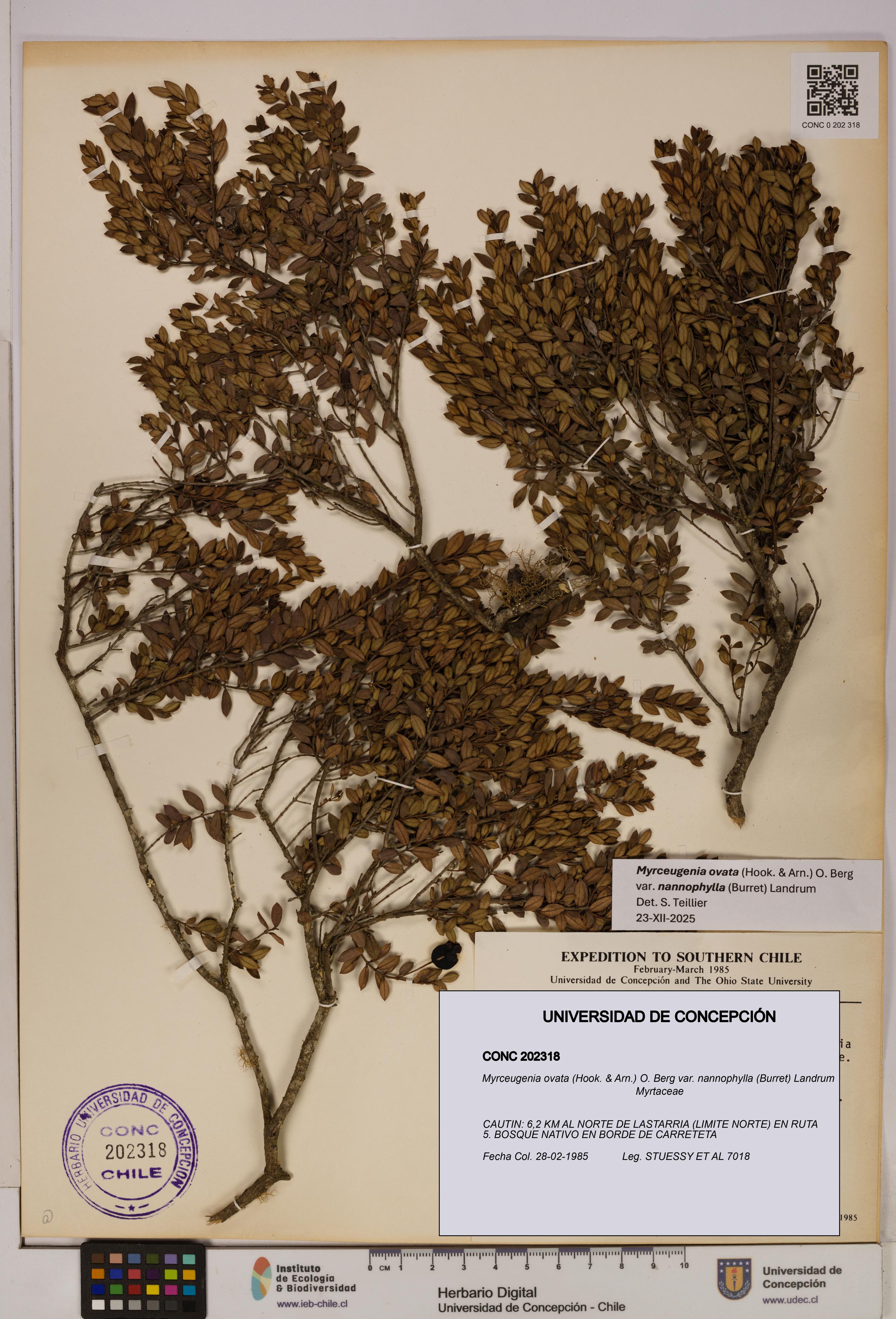 Myrceugenia ovata [Espécimen: UDEC:CONC:0202318]