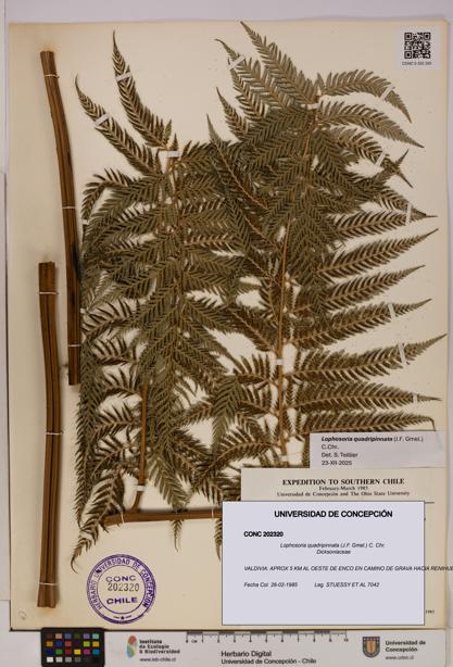 Lophosoria quadripinnata [Espécimen: UDEC:CONC:0202320]