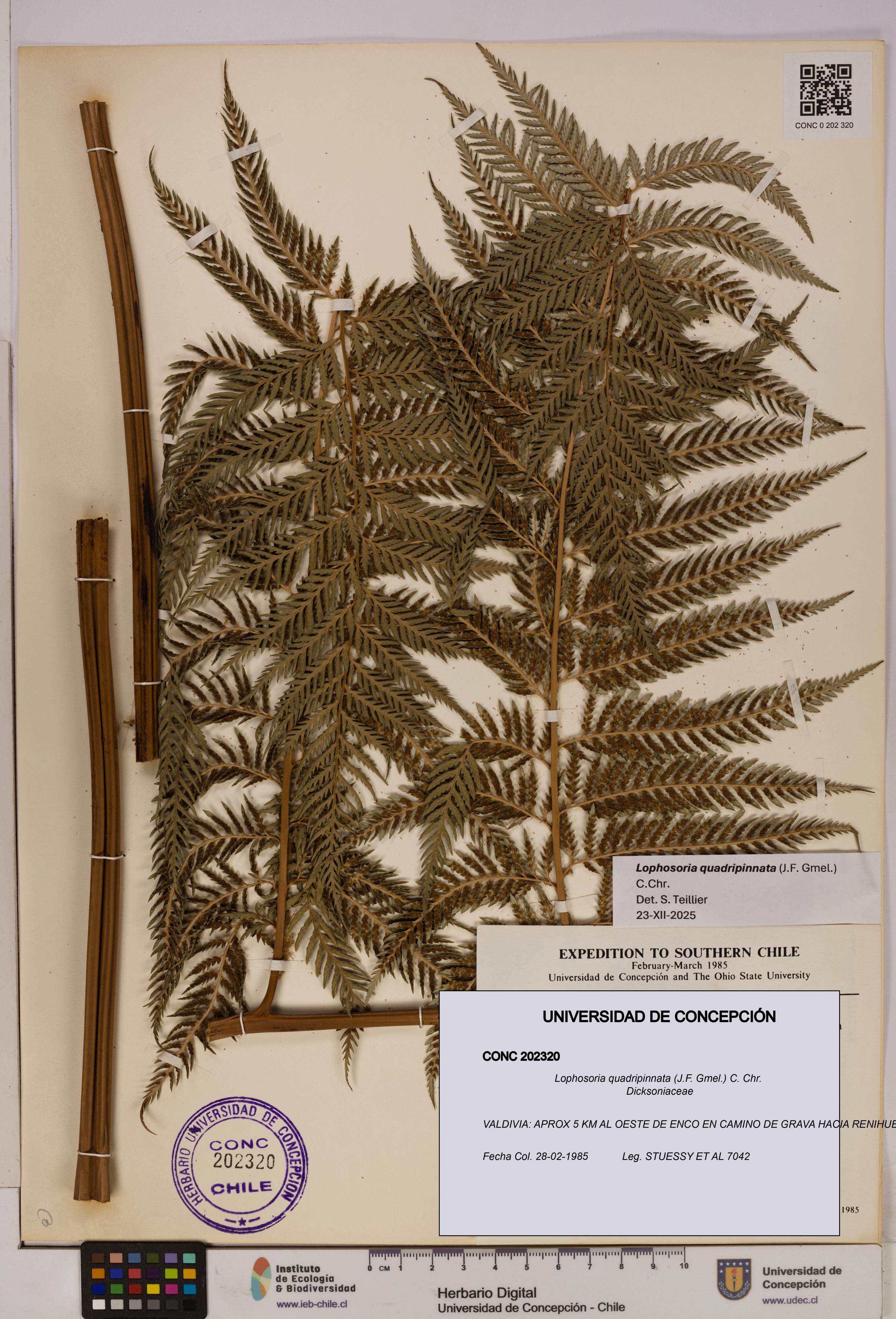 Lophosoria quadripinnata [Espécimen: UDEC:CONC:0202320]