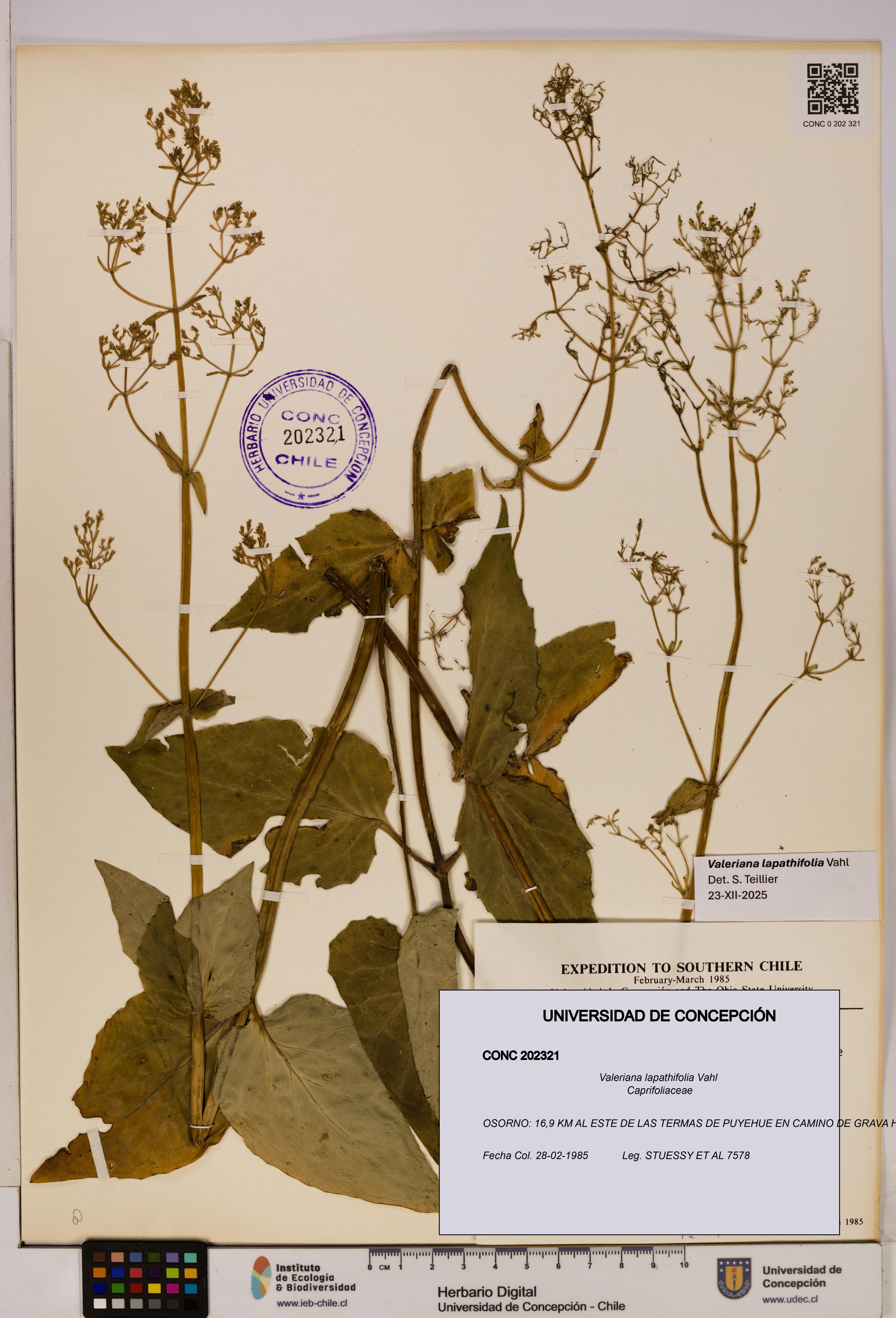 Valeriana lapathifolia [Espécimen: UDEC:CONC:0202321]
