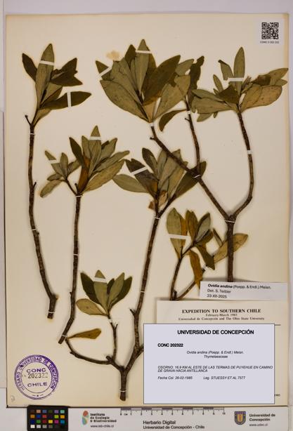 Ovidia andina [Espécimen: UDEC:CONC:0202322]