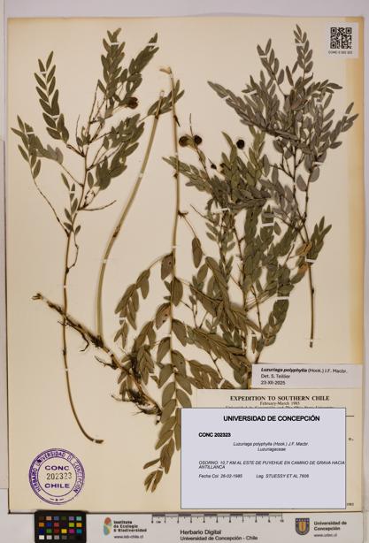Luzuriaga polyphylla [Espécimen: UDEC:CONC:0202323]