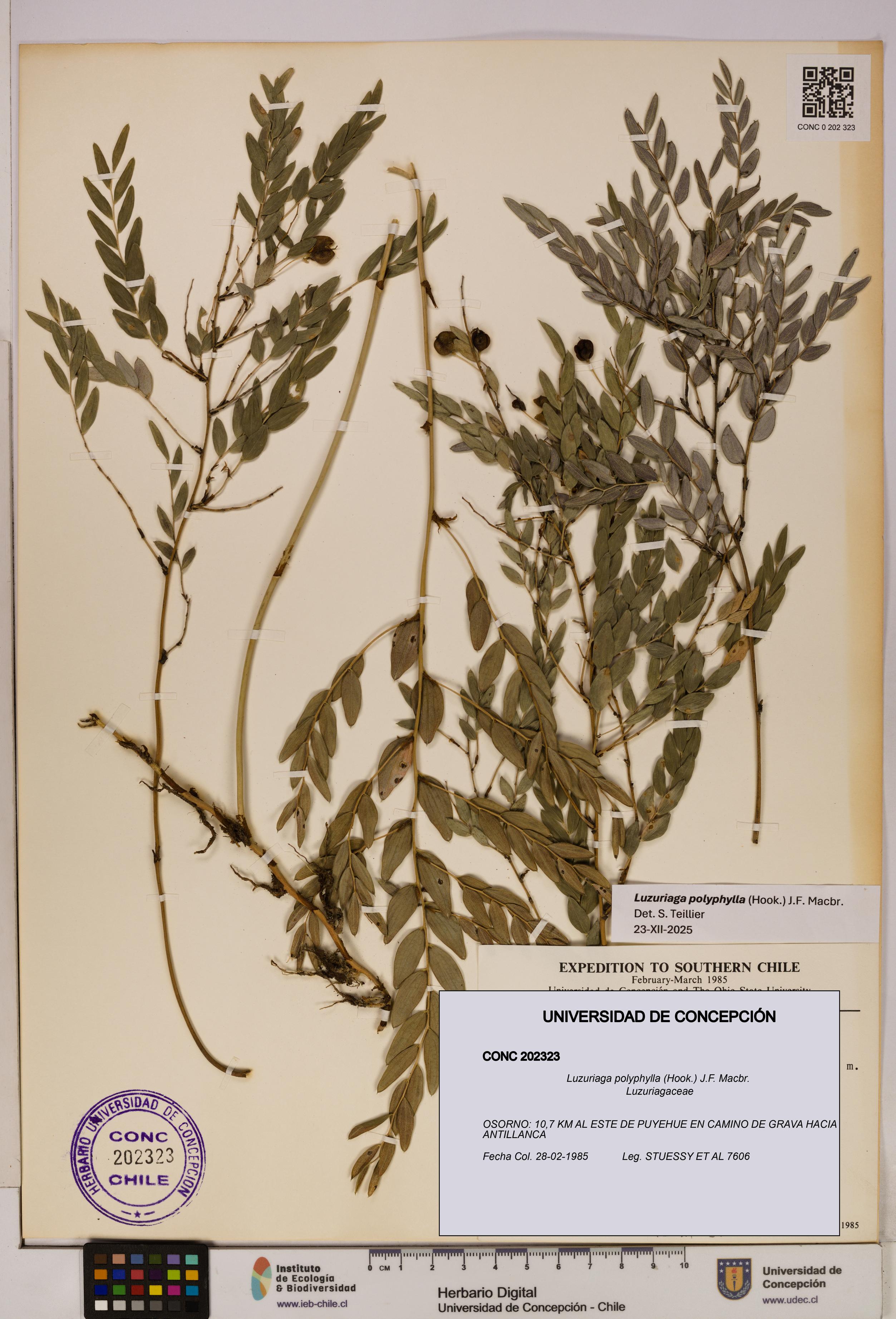 Luzuriaga polyphylla [Espécimen: UDEC:CONC:0202323]