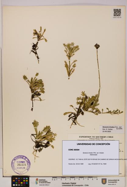 Senecio triodon var. triodon [Espécimen: UDEC:CONC:0202324]