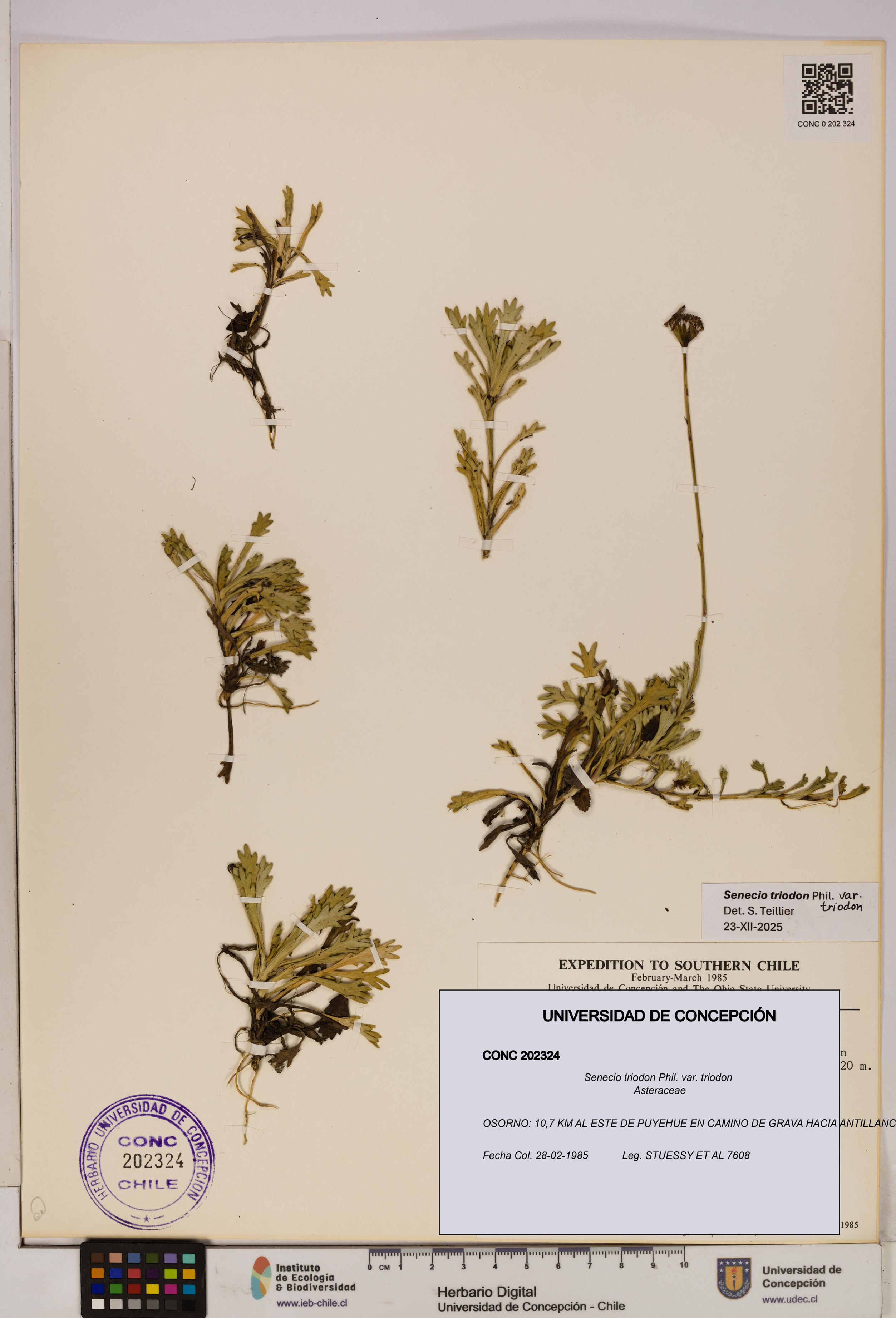 Senecio triodon var. triodon [Espécimen: UDEC:CONC:0202324]