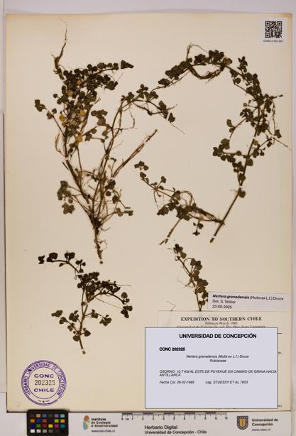 Nertera granadensis [Espécimen: UDEC:CONC:0202325]