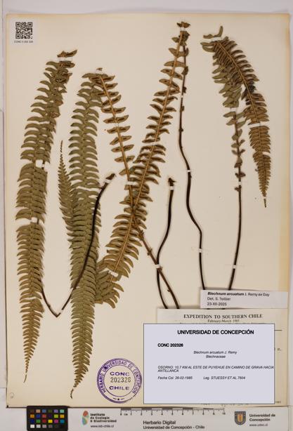 Blechnum arcuatum [Espécimen: UDEC:CONC:0202326]