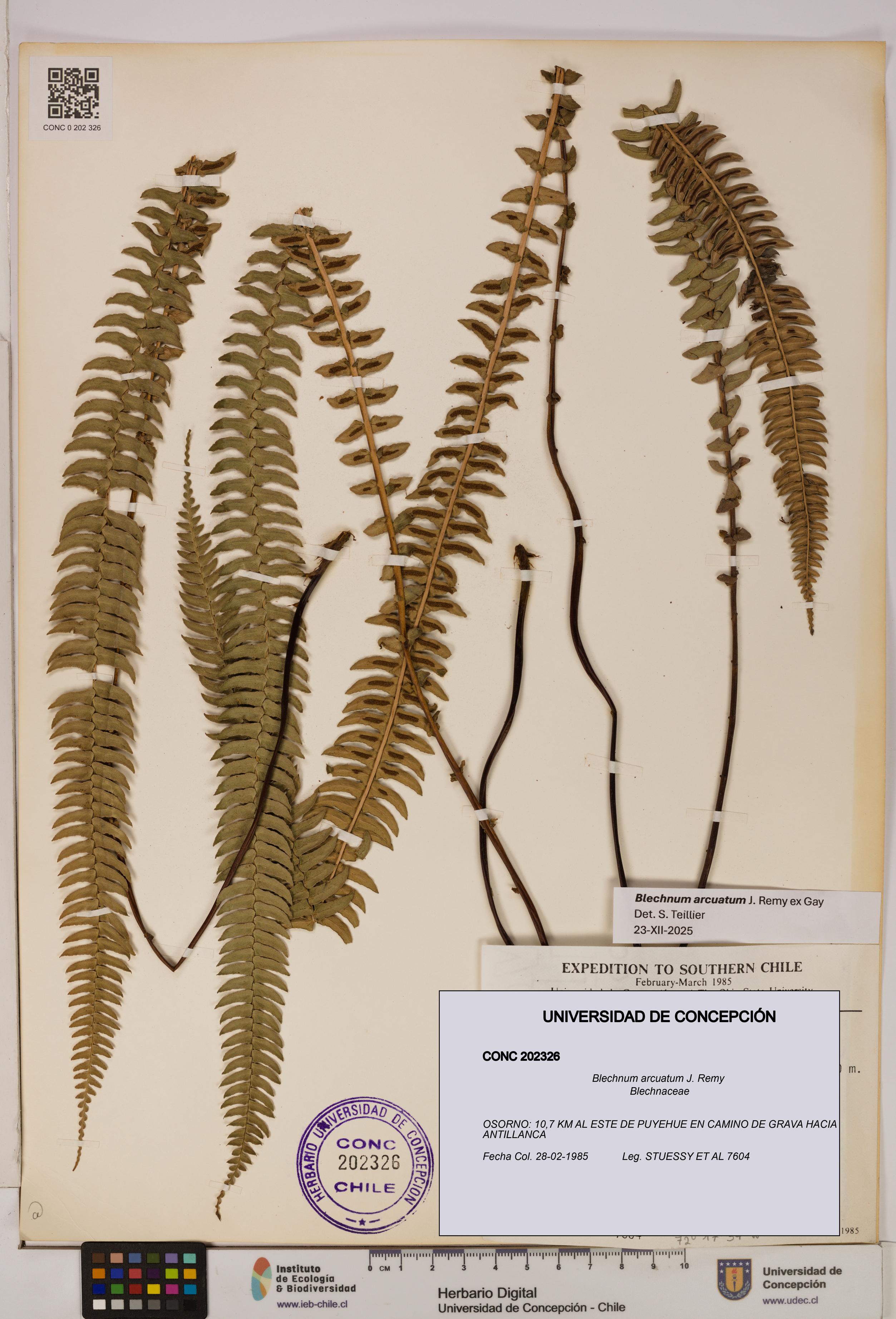 Blechnum arcuatum [Espécimen: UDEC:CONC:0202326]