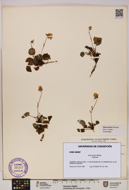 Viola reichei [Espécimen: UDEC:CONC:0202327]