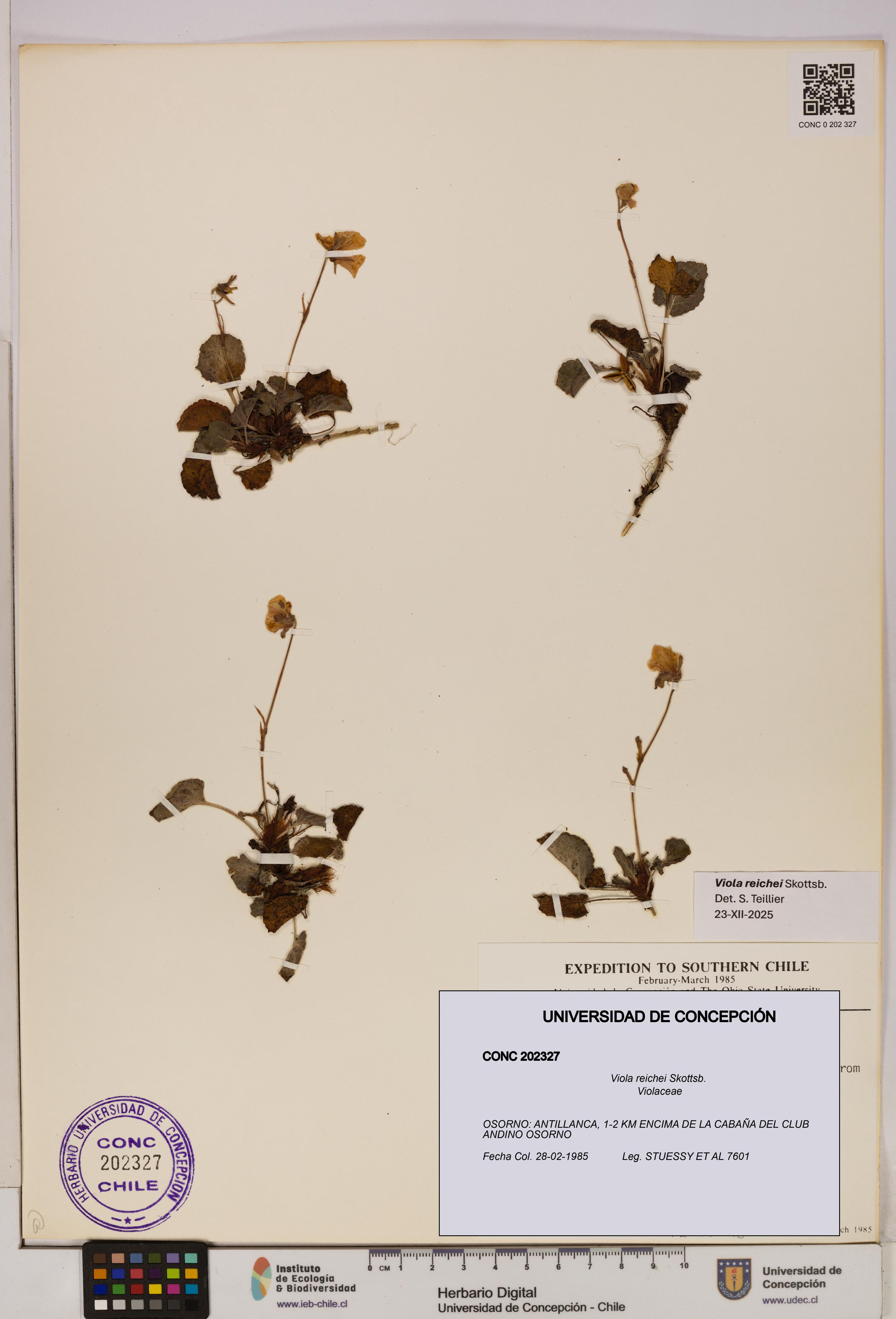 Viola reichei [Espécimen: UDEC:CONC:0202327]