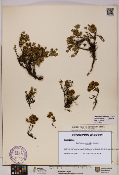 Gaultheria pumila [Espécimen: UDEC:CONC:0202328]