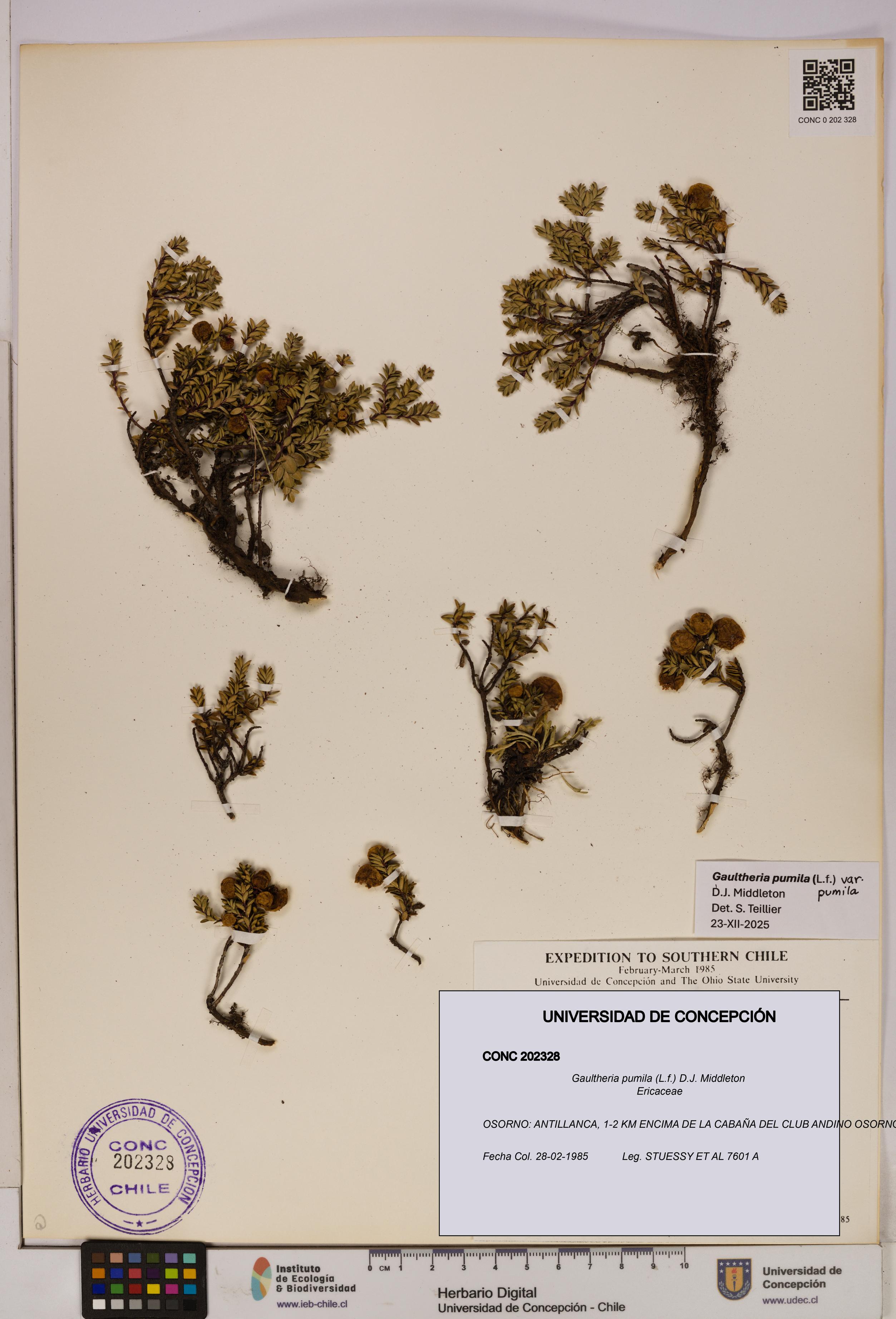 Gaultheria pumila [Espécimen: UDEC:CONC:0202328]