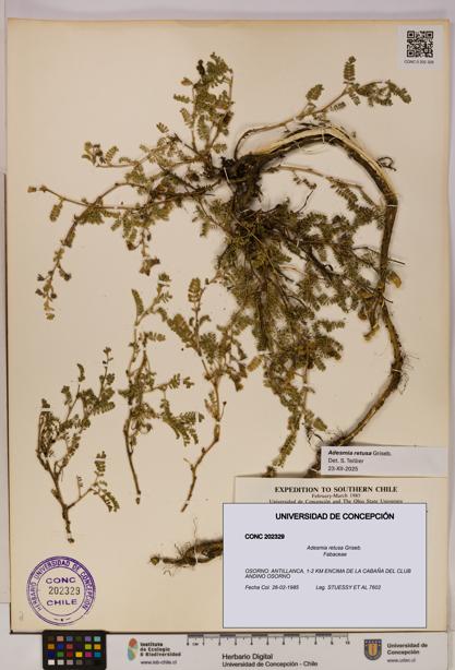 Adesmia retusa [Espécimen: UDEC:CONC:0202329]