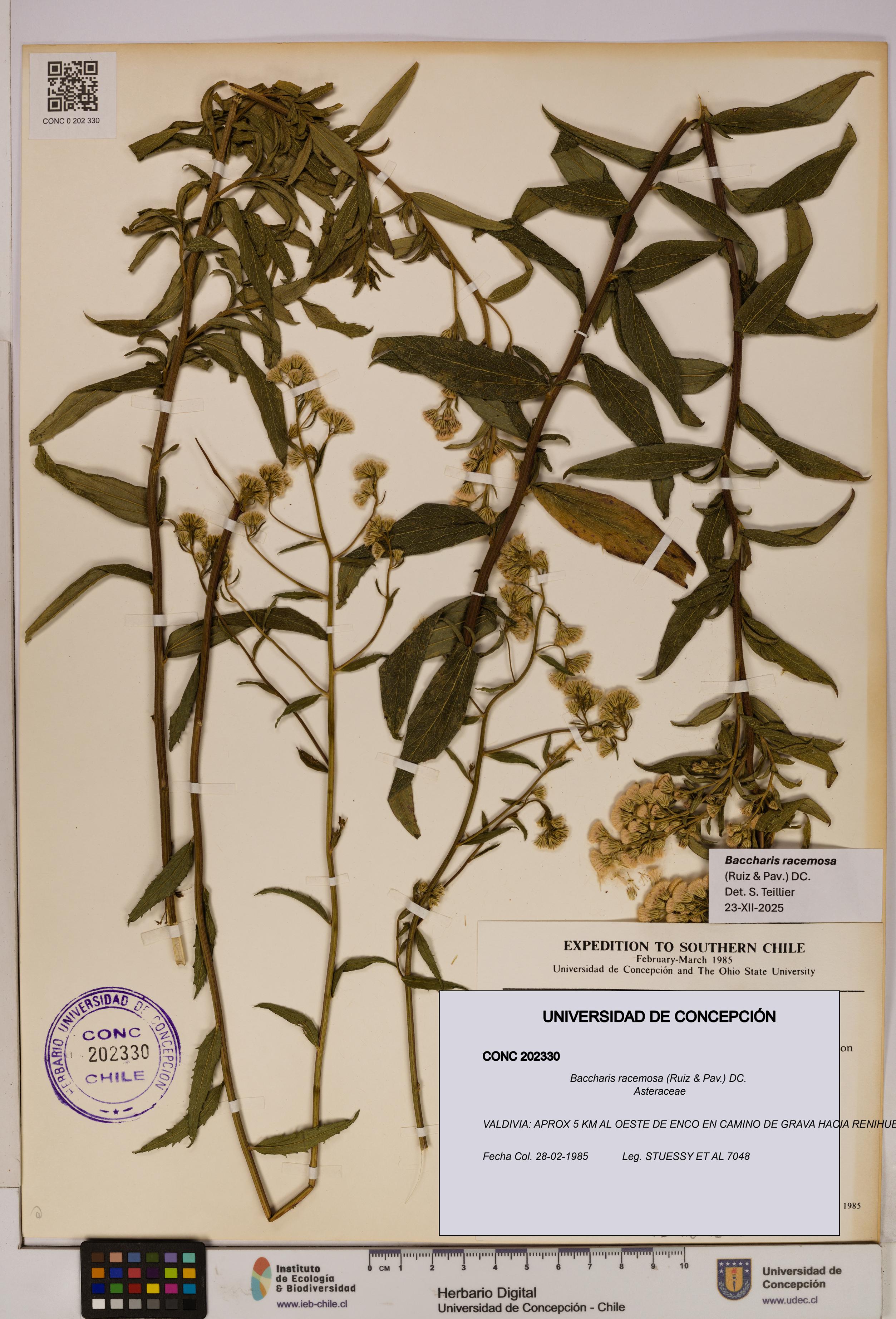 Baccharis racemosa [Espécimen: UDEC:CONC:0202330]