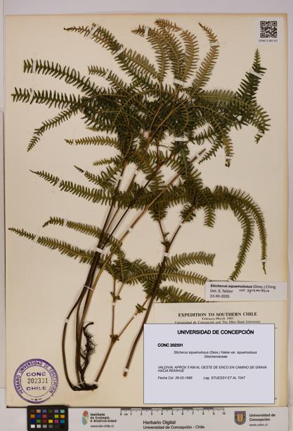 Sticherus squamulosus var. squamulosus [Espécimen: UDEC:CONC:0202331]