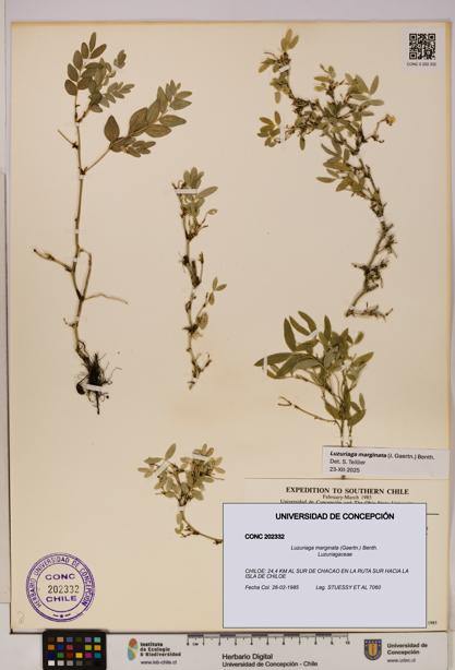 Luzuriaga marginata [Espécimen: UDEC:CONC:0202332]