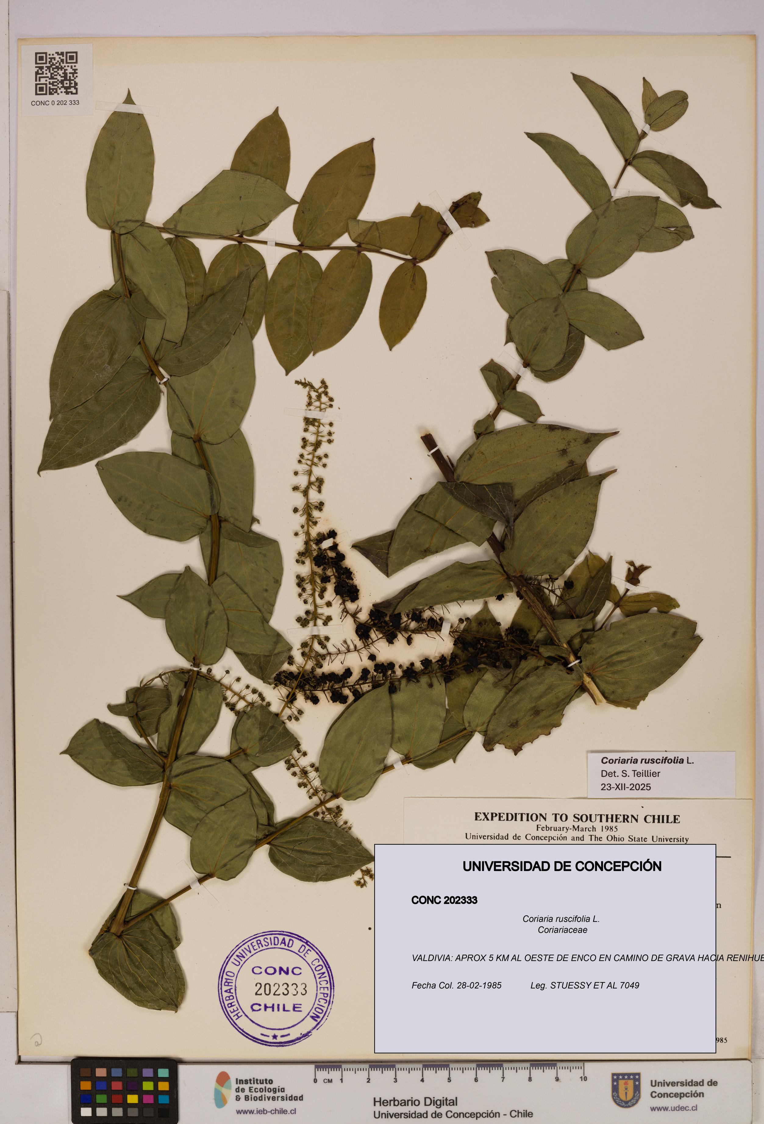 Coriaria ruscifolia [Espécimen: ]