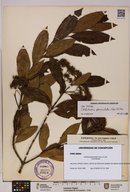 Caldcluvia paniculata [Espécimen: UDEC:CONC:0202334]