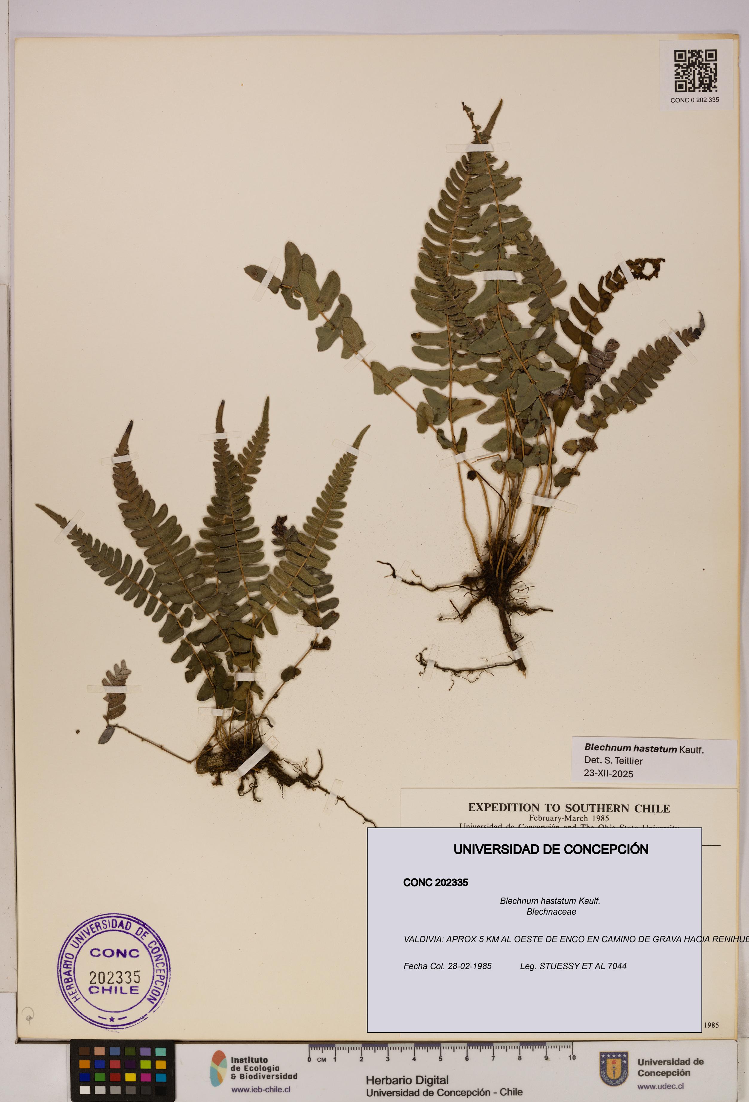 Blechnum hastatum [Espécimen: UDEC:CONC:0202335]