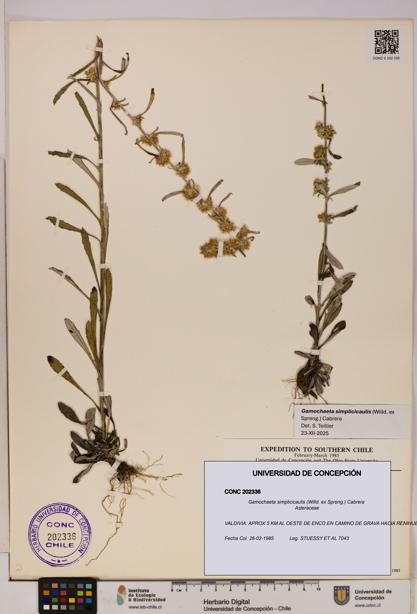 Gamochaeta simplicicaulis [Espécimen: UDEC:CONC:0202336]