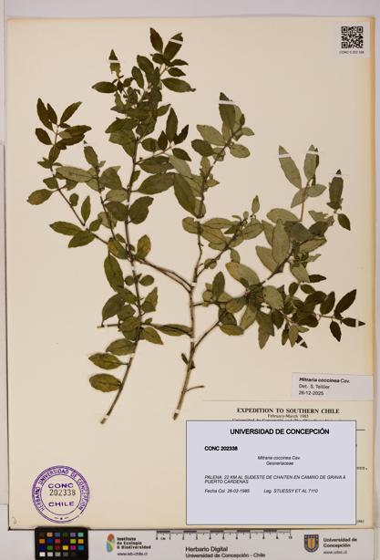 Mitraria coccinea [Espécimen: UDEC:CONC:0202338]