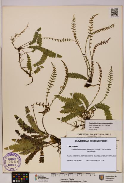 Austroblechnum penna-marina [Espécimen: UDEC:CONC:0202339]
