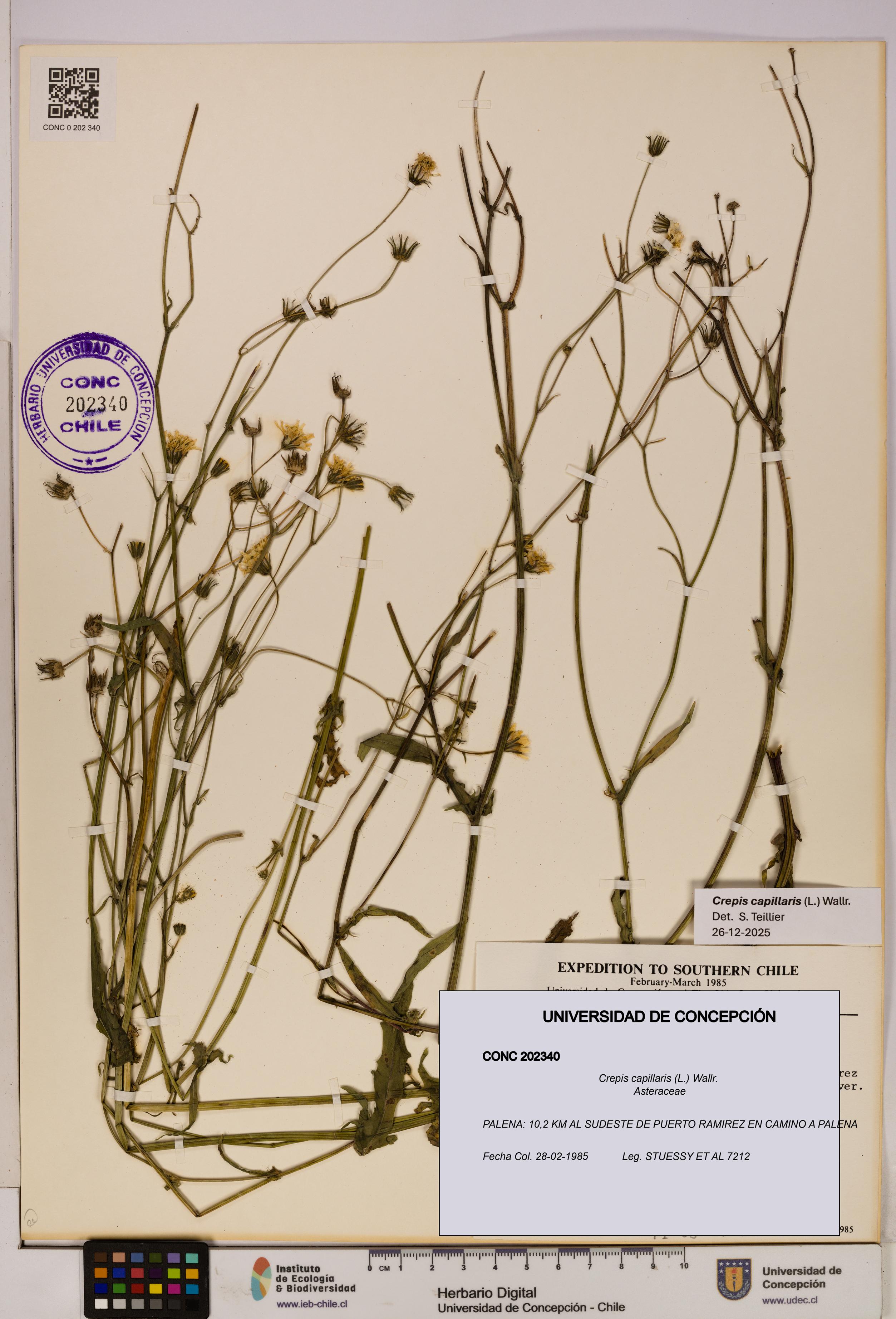 Crepis capillaris [Espécimen: UDEC:CONC:0202340]