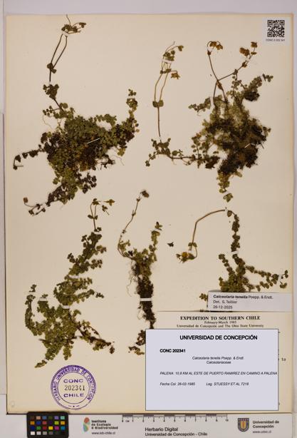 Calceolaria tenella [Espécimen: UDEC:CONC:0202341]