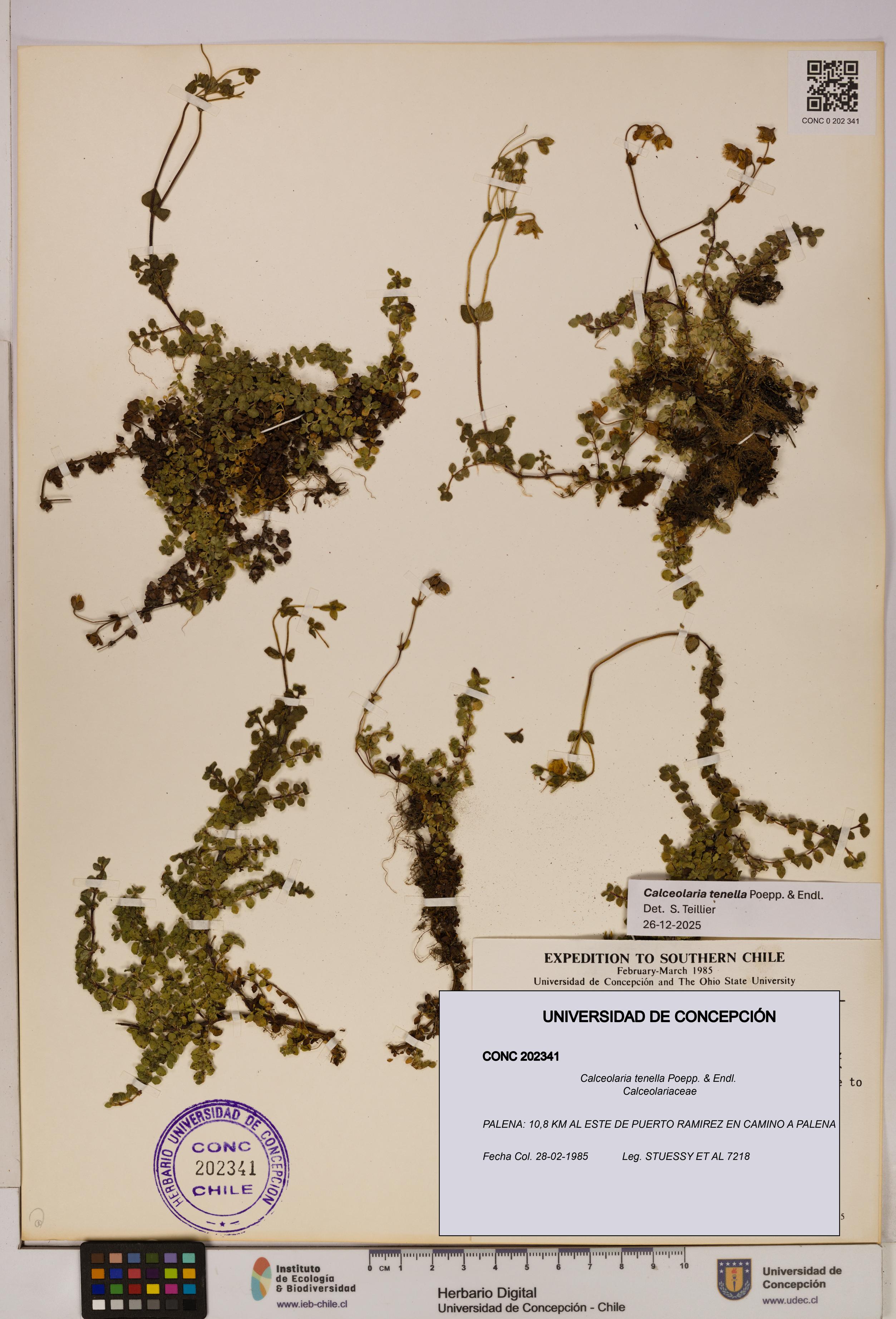 Calceolaria tenella [Espécimen: UDEC:CONC:0202341]