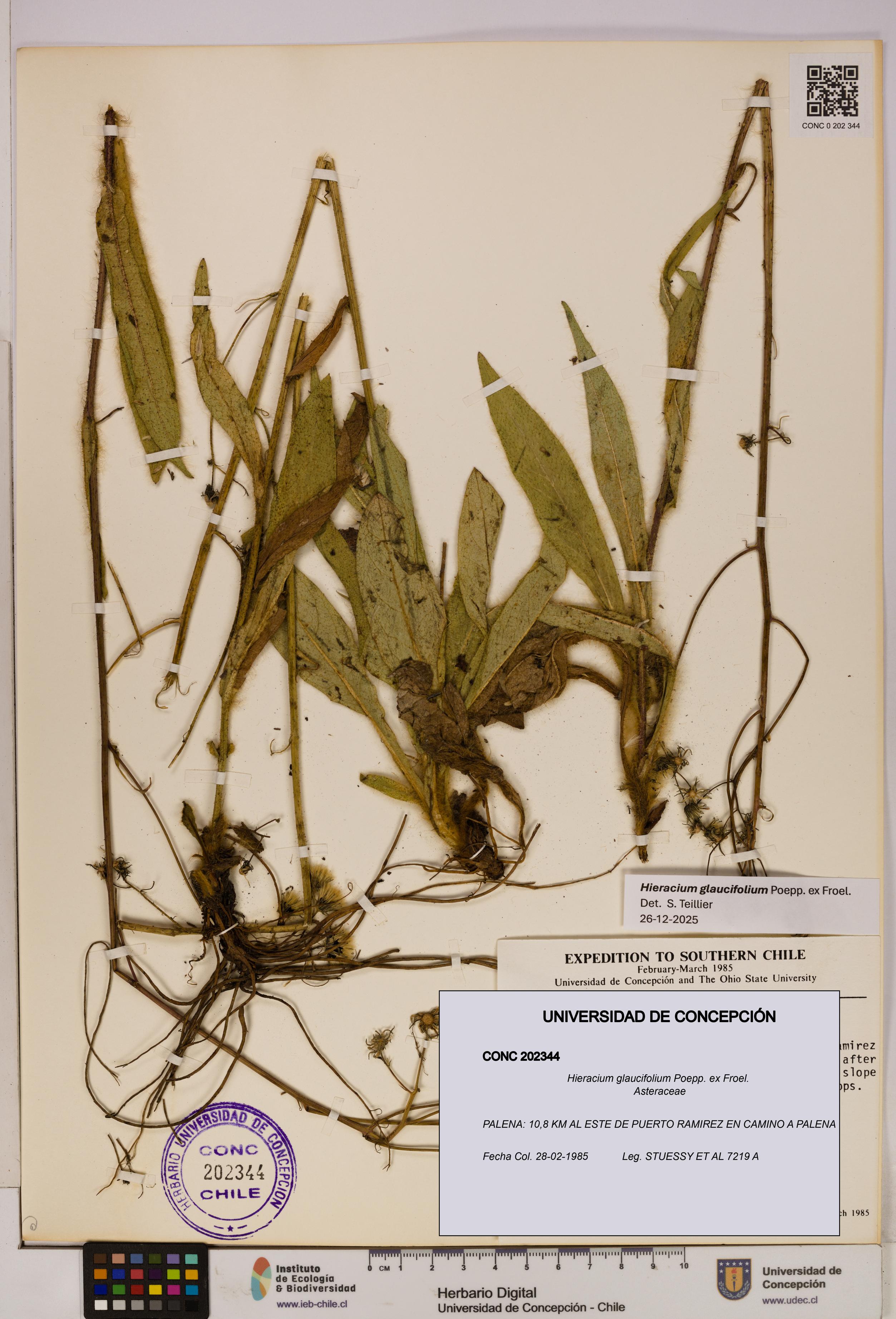 Hieracium glaucifolium [Espécimen: UDEC:CONC:0202344]