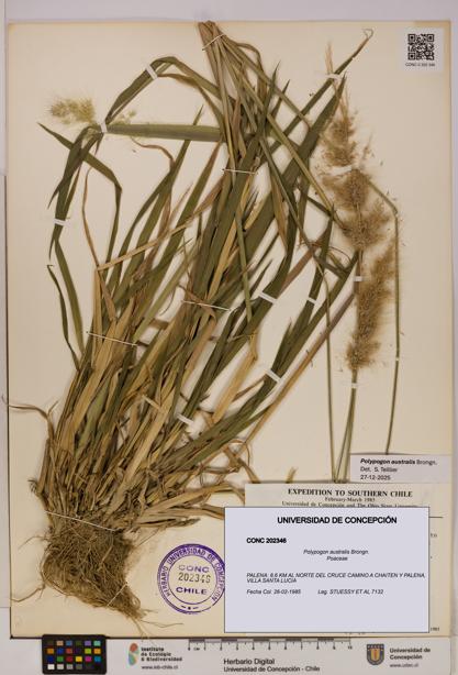 Polypogon australis [Espécimen: UDEC:CONC:0202346]