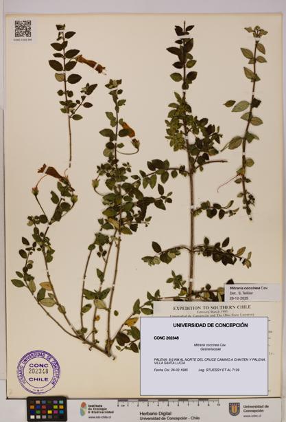 Mitraria coccinea [Espécimen: UDEC:CONC:0202348]