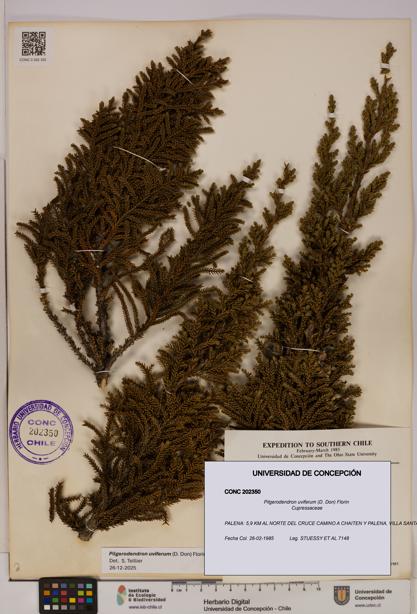 Pilgerodendron uviferum [Espécimen: UDEC:CONC:0202350]