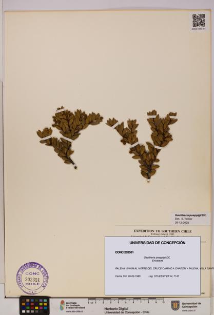 Gaultheria poeppigii [Espécimen: UDEC:CONC:0202351]