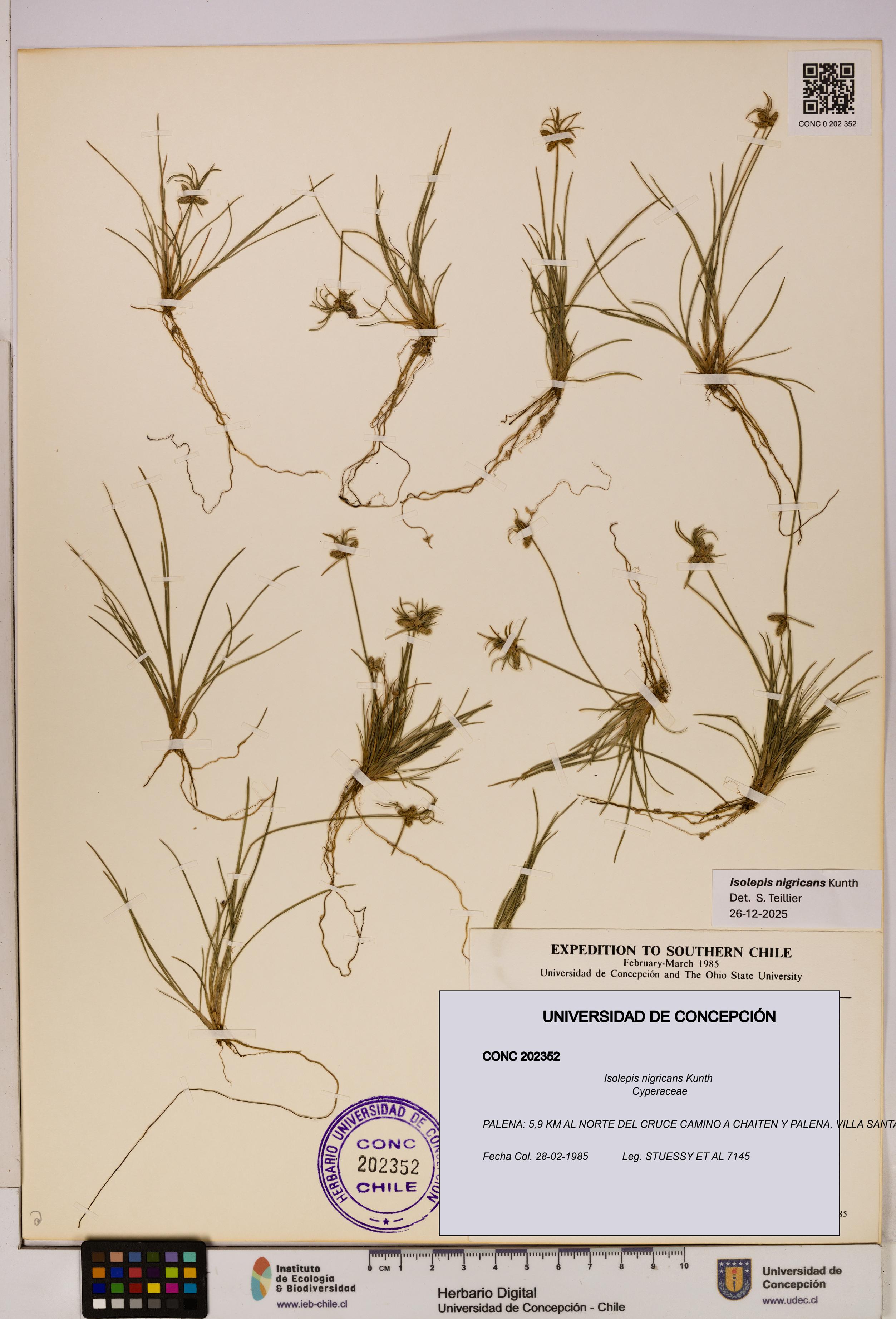Isolepis nigricans [Espécimen: UDEC:CONC:0202352]