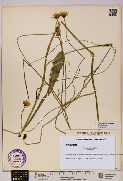 Hypochaeris radicata [Espécimen: UDEC:CONC:0202354]
