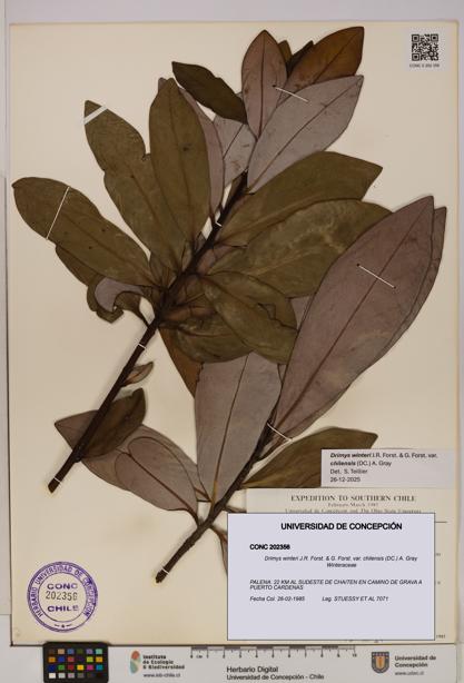 Drimys winteri [Espécimen: UDEC:CONC:0202356]