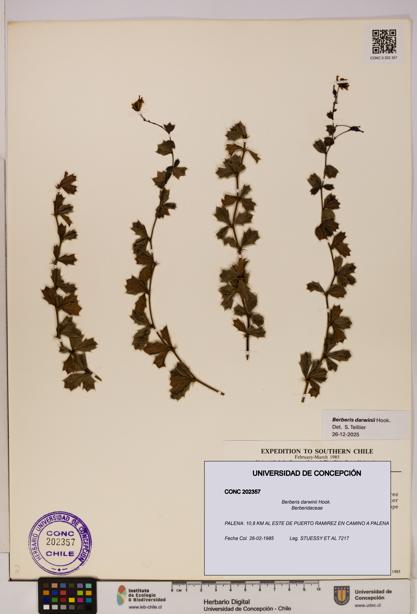 Berberis darwinii [Espécimen: UDEC:CONC:0202357]