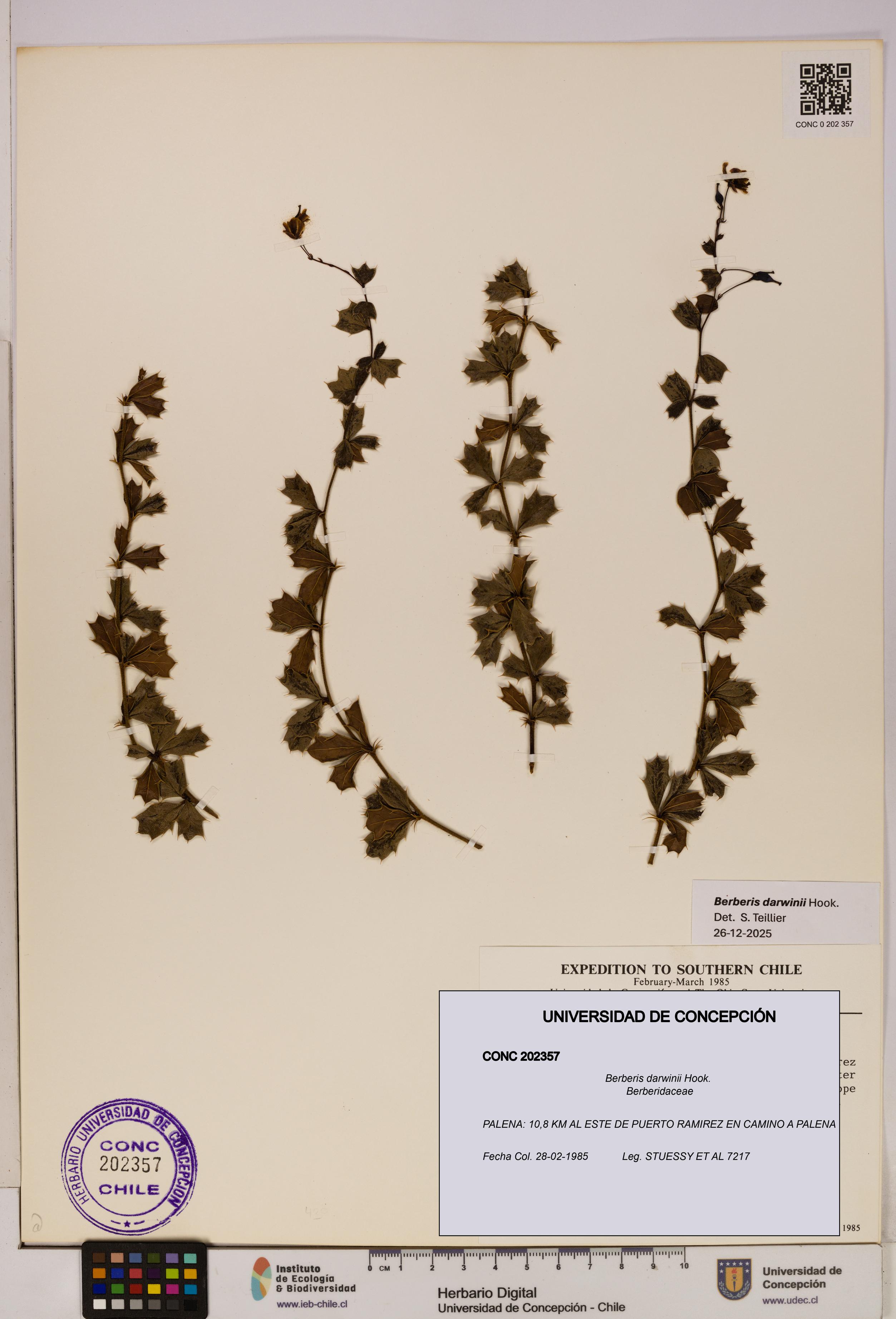 Berberis darwinii [Espécimen: UDEC:CONC:0202357]