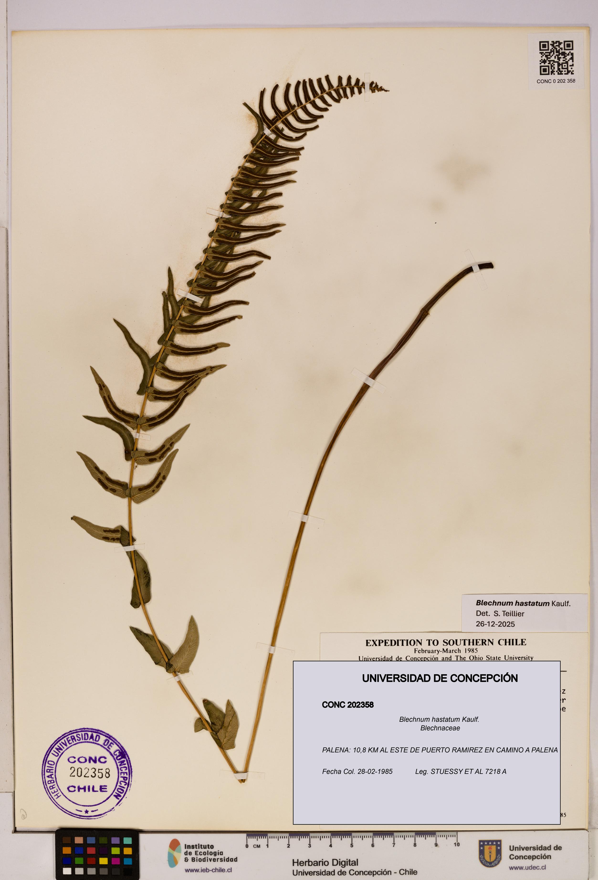 Blechnum hastatum [Espécimen: UDEC:CONC:0202358]
