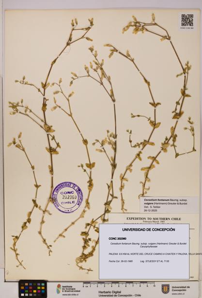 Cerastium fontanum [Espécimen: UDEC:CONC:0202360]