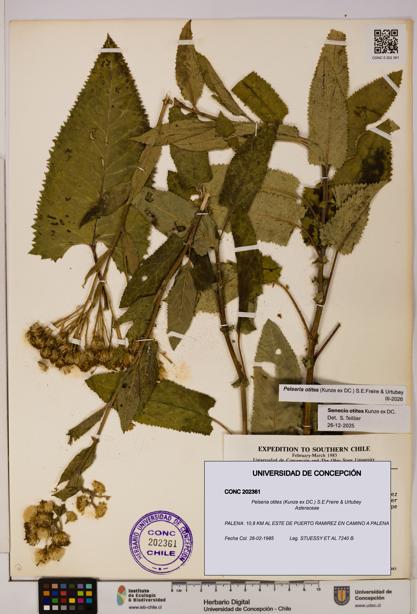 Pelseria otites [Espécimen: ]