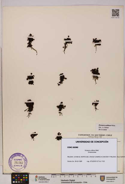 Drosera uniflora [Espécimen: UDEC:CONC:0202362]