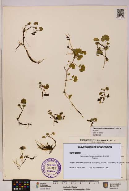 Hydrocotyle chamaemorus [Espécimen: UDEC:CONC:0202363]