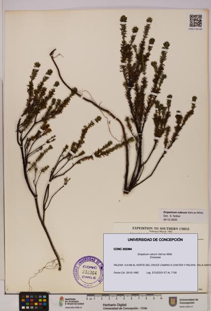 Empetrum rubrum [Espécimen: UDEC:CONC:0202364]