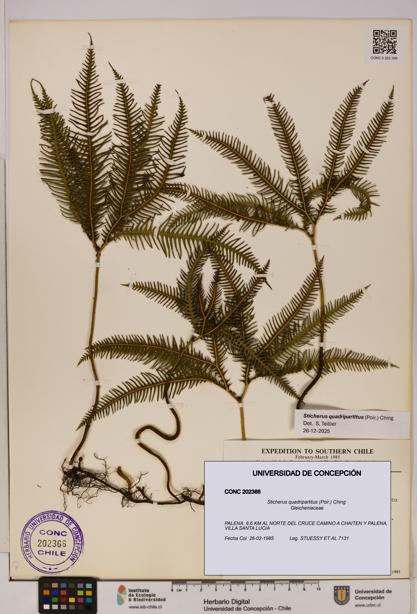 Sticherus quadripartitus [Espécimen: UDEC:CONC:0202366]