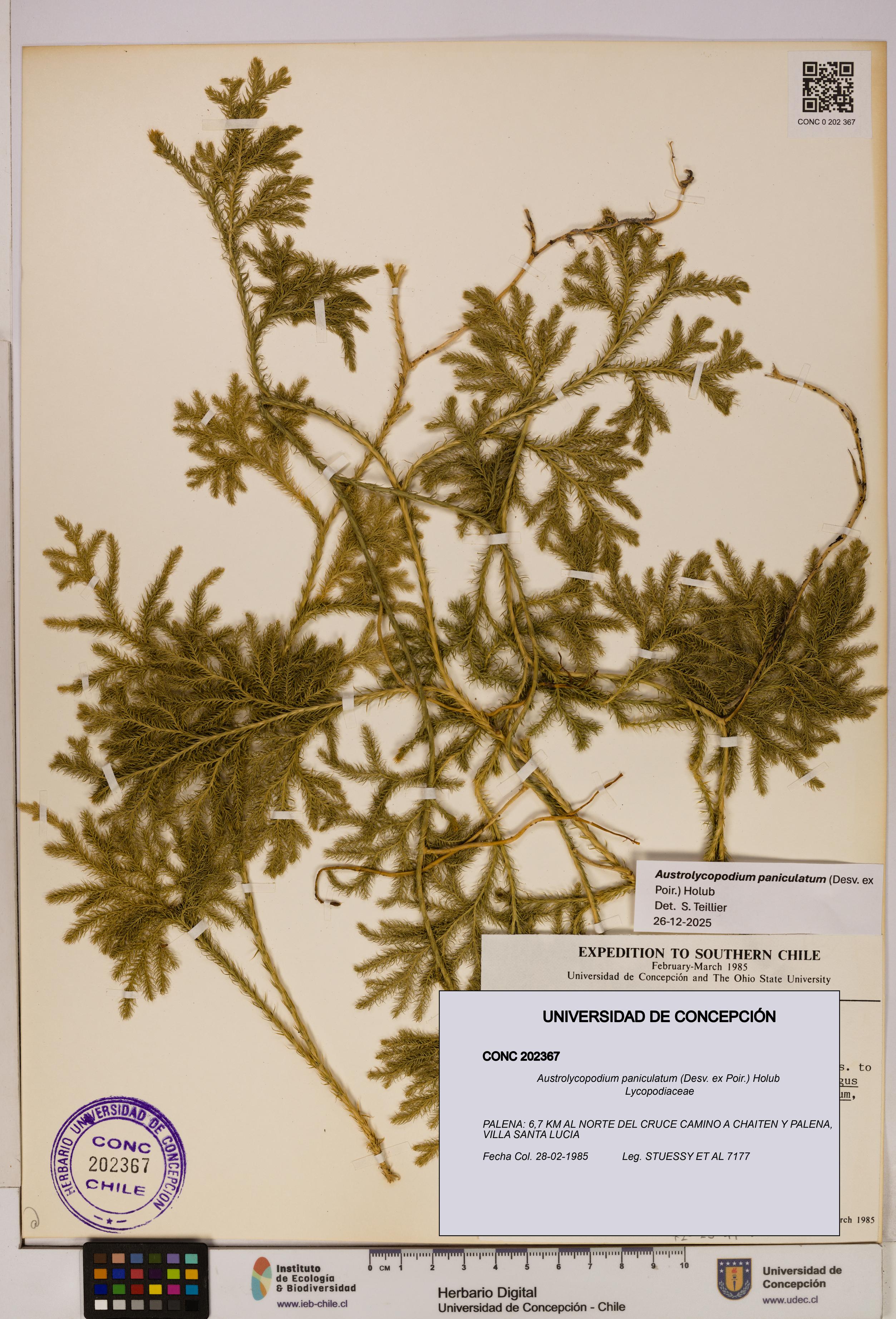 Austrolycopodium paniculatum [Espécimen: UDEC:CONC:0202367]
