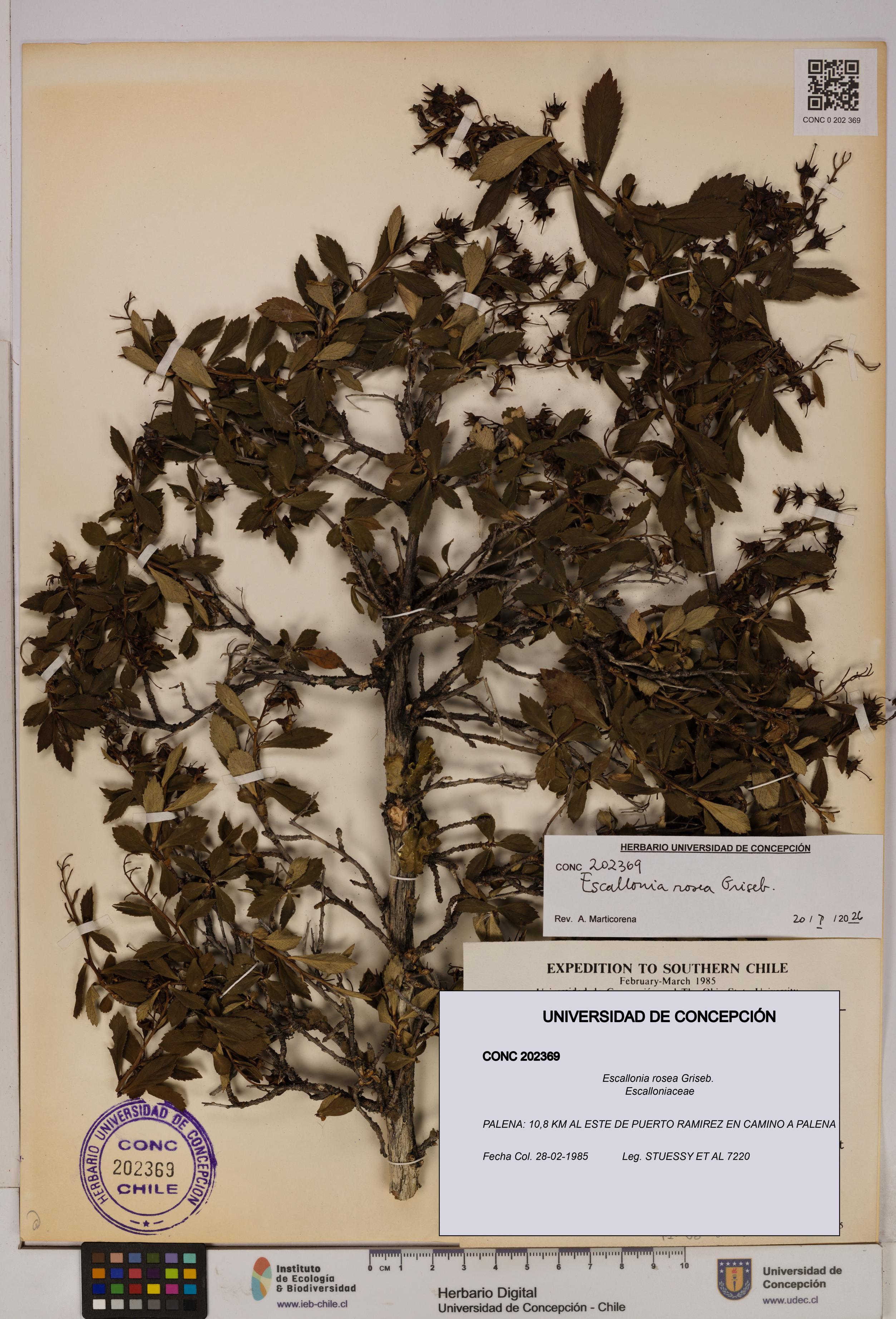 Escallonia rosea [Espécimen: UDEC:CONC:0202369]